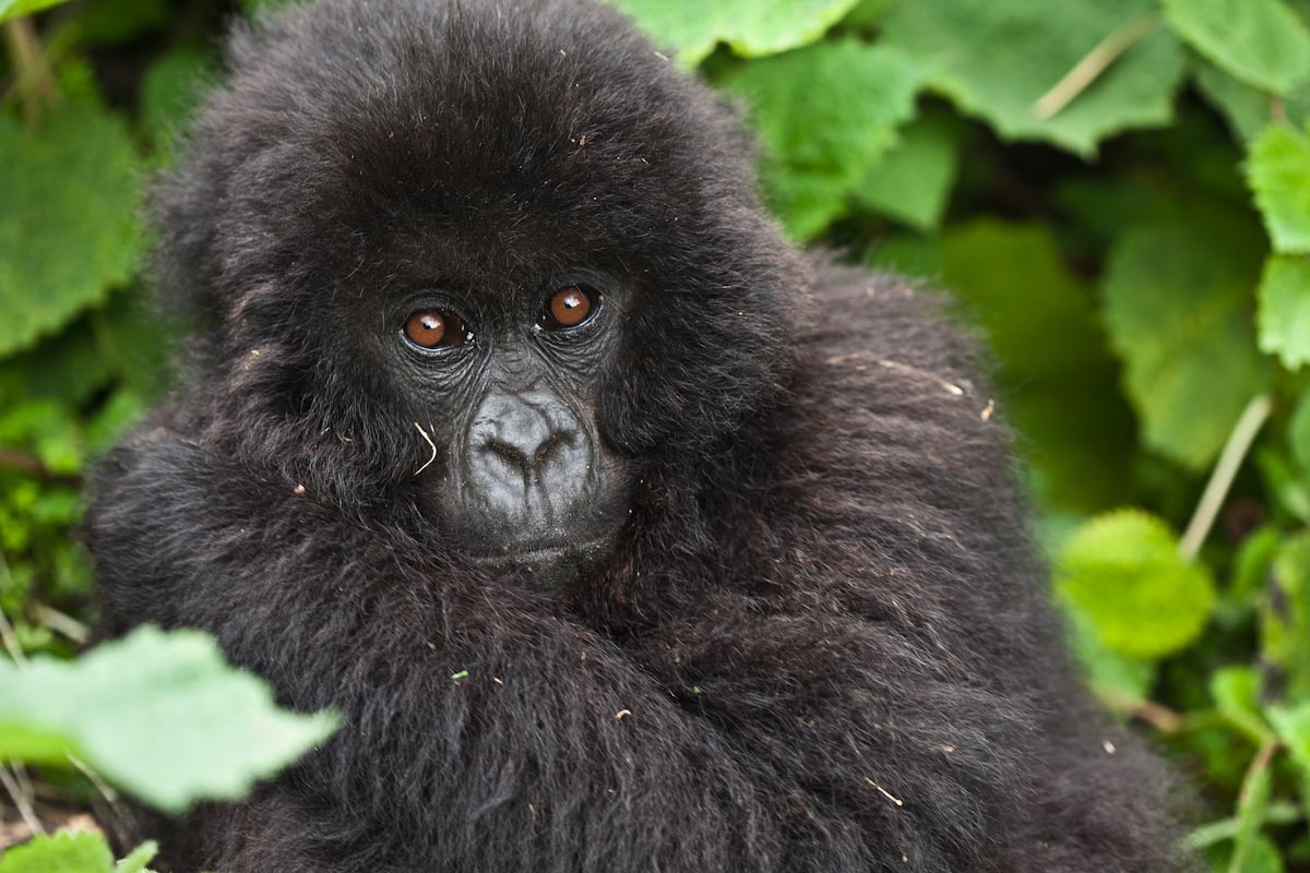 Climate change impact on mammals and birds ‘greatly under-estimated